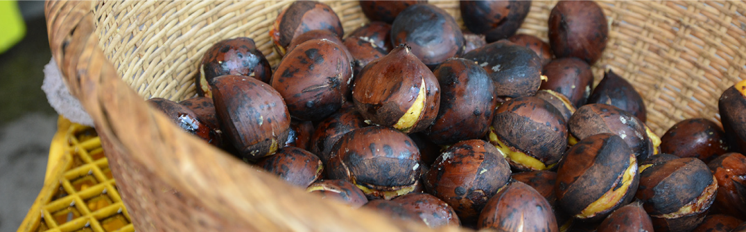 笠間ふれあい体験旅行｜笠間の魅力発信隊