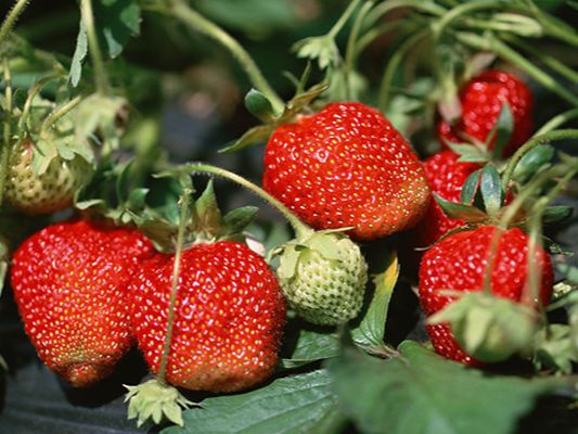 笠間ふれあい体験